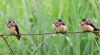 Barn Swallow