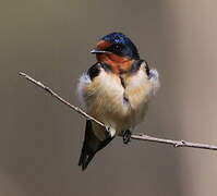 Barn Swallow