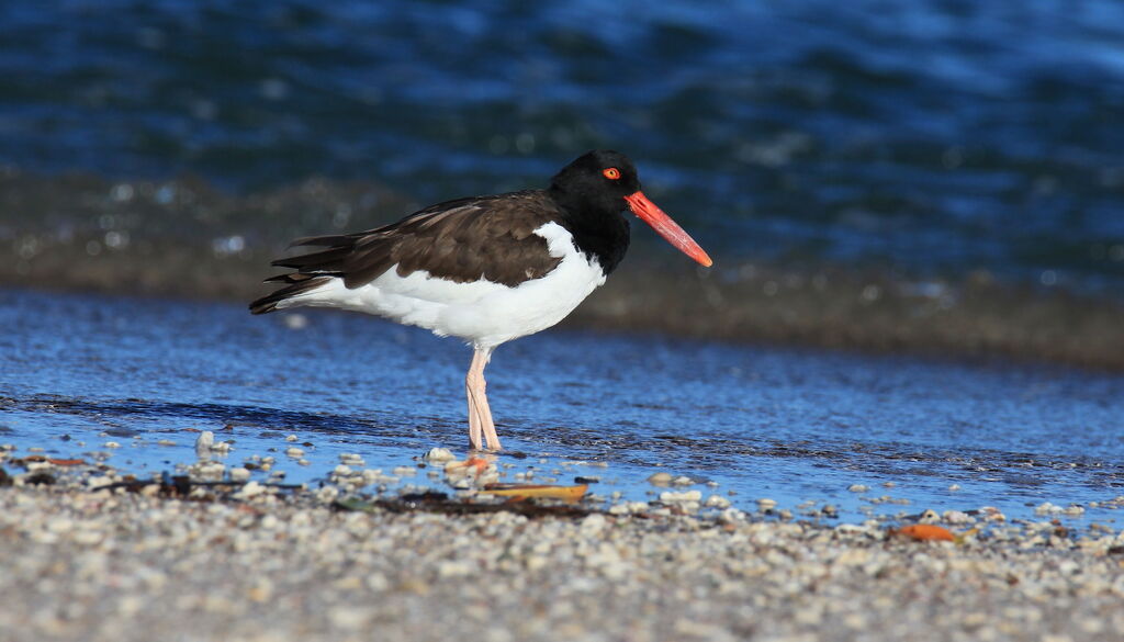 American Oystercatcher