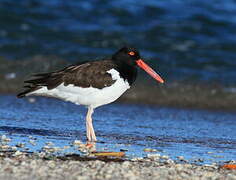 American Oystercatcher