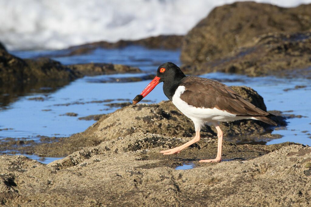 American Oystercatcher