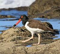 American Oystercatcher