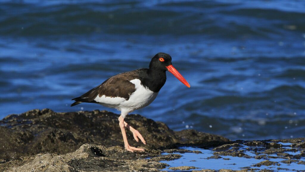 American Oystercatcher