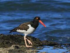 American Oystercatcher