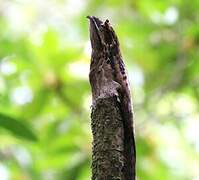 Common Potoo