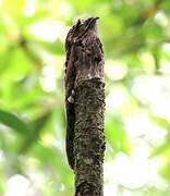 Common Potoo