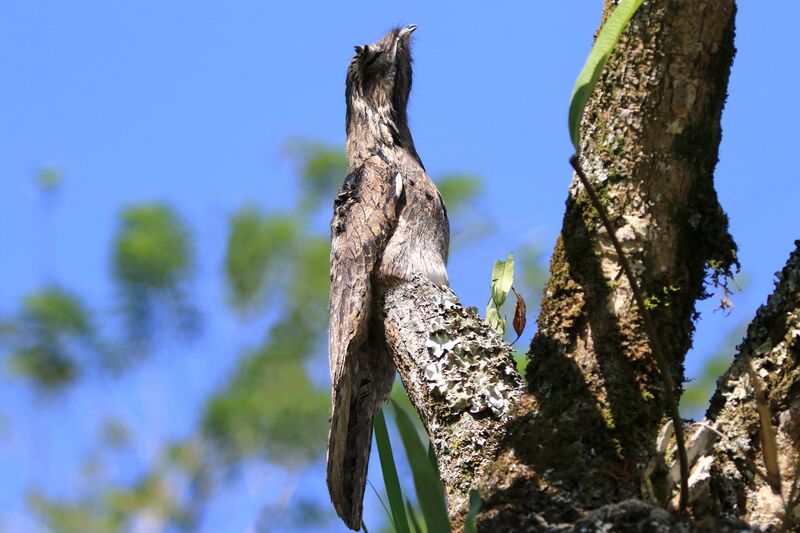 Common Potoo, Reproduction-nesting