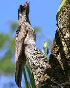 Common Potoo