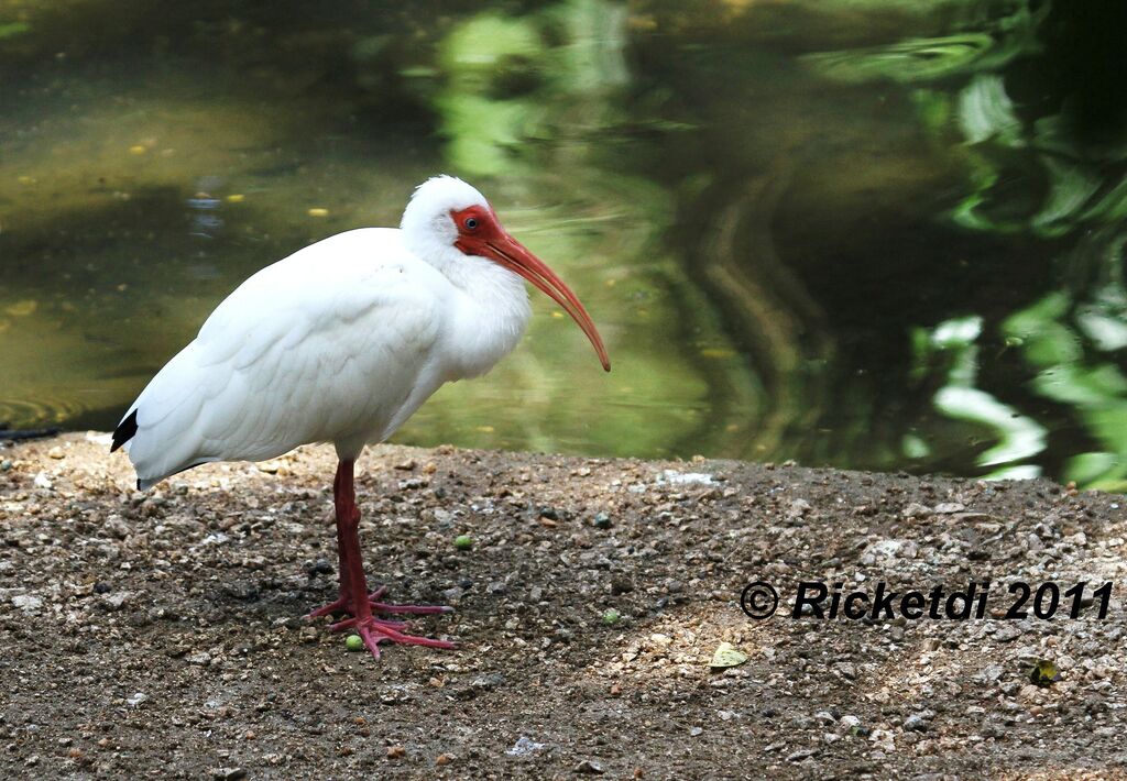 American White Ibis