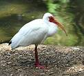 Ibis blanc