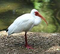 Ibis blanc