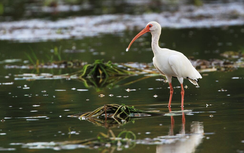 American White Ibis