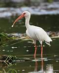 Ibis blanc