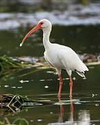 American White Ibis