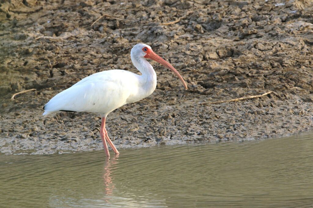 Ibis blanc