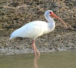 Ibis blanc