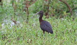 Ibis falcinelle