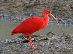 Ibis rouge