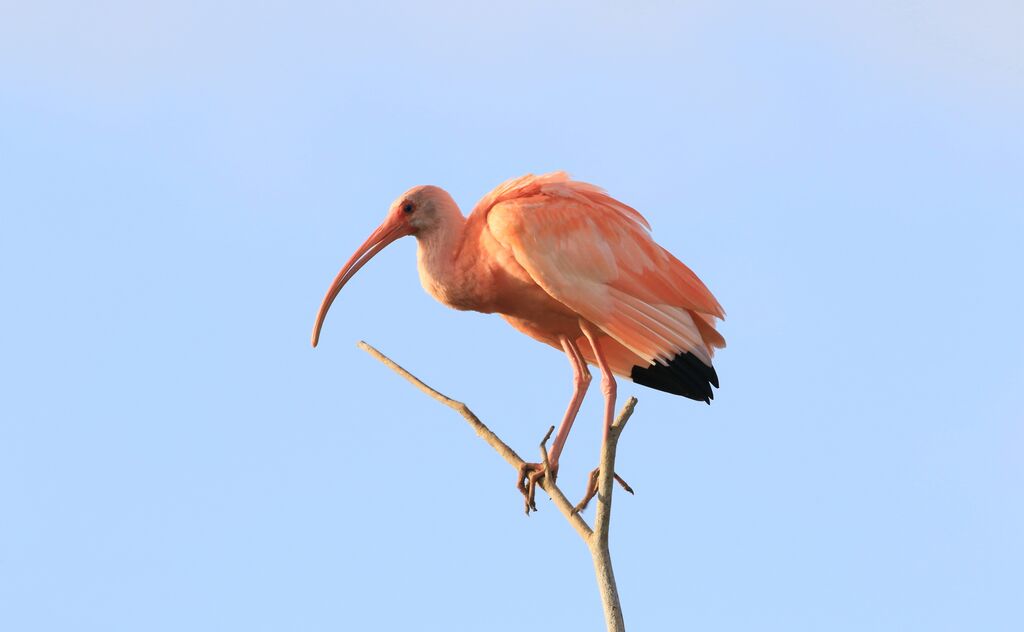 Scarlet Ibis