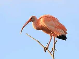 Ibis rouge