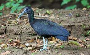 Green Ibis