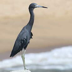 Aigrette bleue