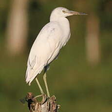 Aigrette bleue