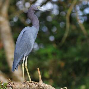 Aigrette bleue