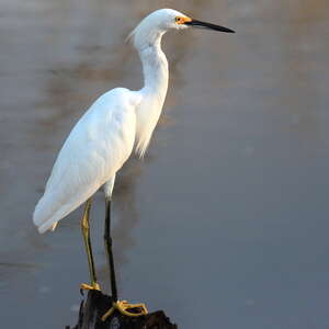 Aigrette neigeuse