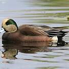 Canard à front blanc