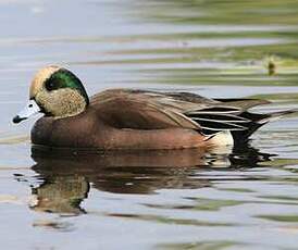 Canard à front blanc