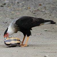 Caracara du Nord