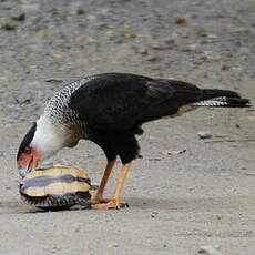 Caracara du Nord