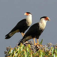 Caracara du Nord