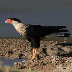 Caracara du Nord