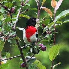 Cardinal à poitrine rose