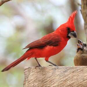 Cardinal vermillon