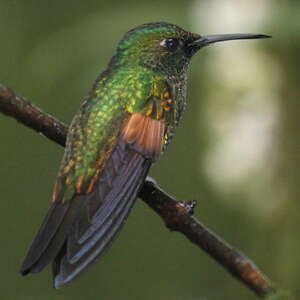 Colibri à épaulettes