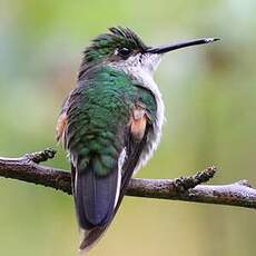 Colibri à épaulettes