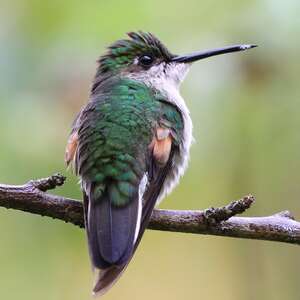 Colibri à épaulettes