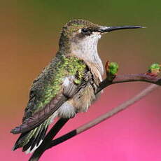 Colibri à gorge rubis