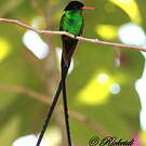 Colibri à tête noire