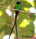 Colibri à tête noire