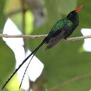 Colibri à tête noire