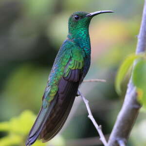 Colibri de Buffon