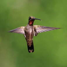 Colibri de Constant