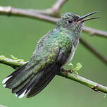 Colibri de Cuvier