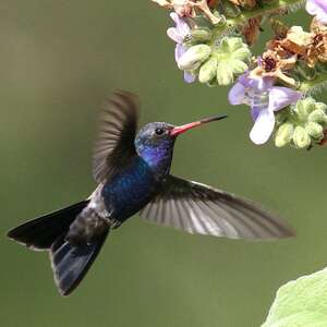 Colibri de Doubleday