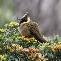Colibri de Stübel