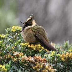 Colibri fauve